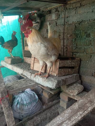 German breed male hen