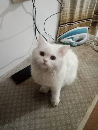 male and female Persian cats pair