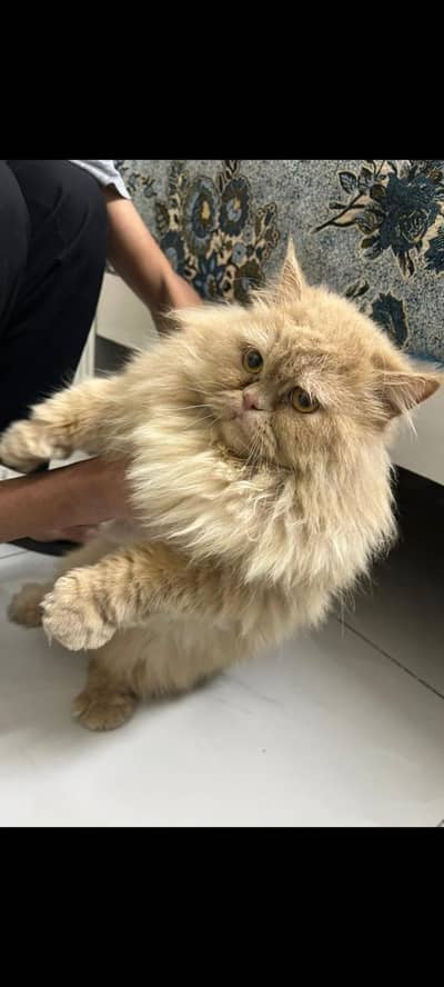 persian Pair homecats