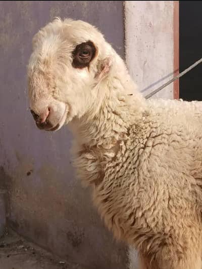 پیور مندرا ہے ہائی کوالٹی ہے تین منتھ کا منظر ہے فور سیل کے لیے