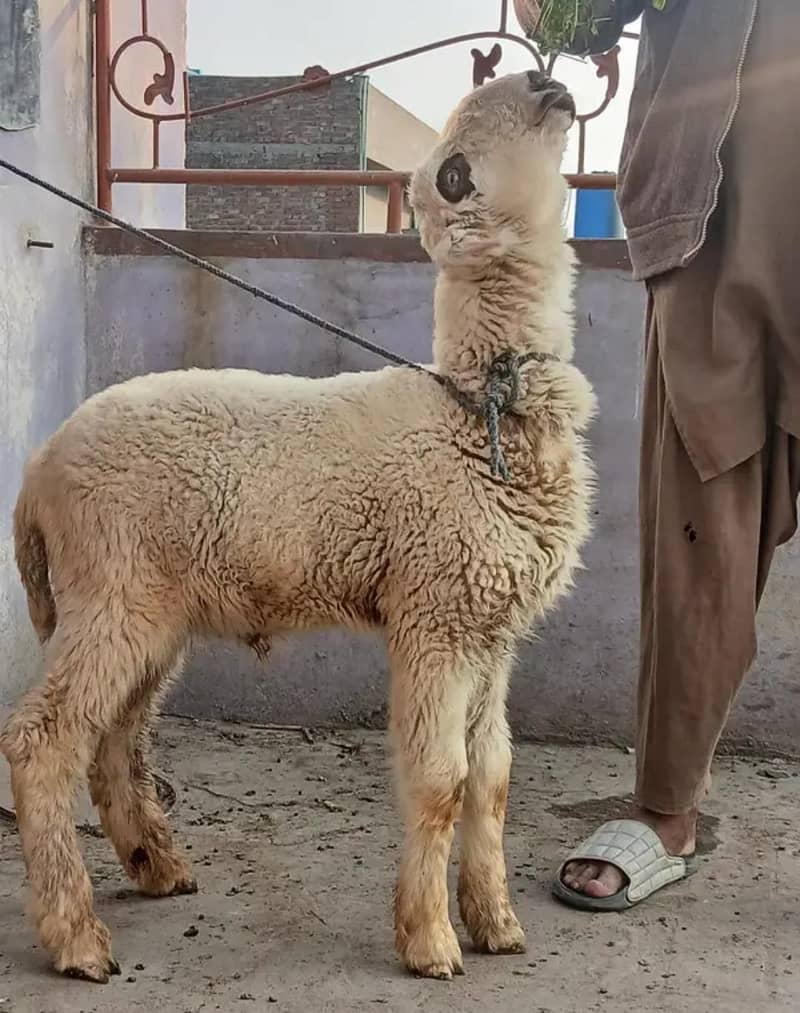 پیور مندرا ہے ہائی کوالٹی ہے تین منتھ کا منظر ہے فور سیل کے لیے 1