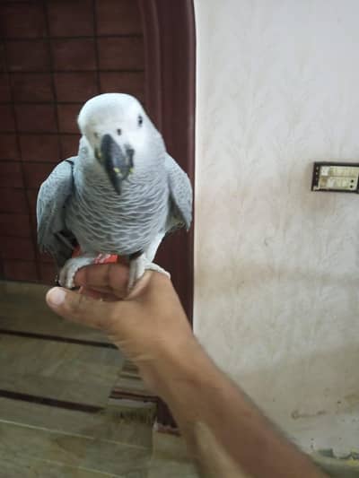 African Gray parrot