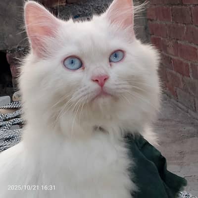 Fluffy Cute Kittens – Loving Family Needed