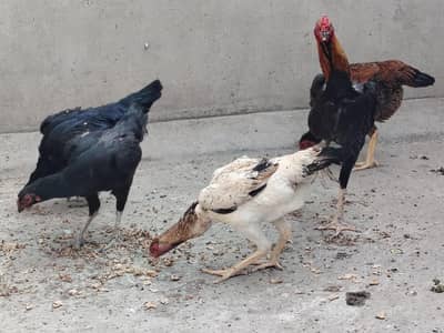 Shamoo Aseel breeder pair