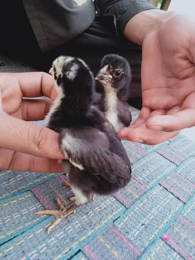 Aseel chicks