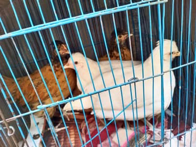 CROSS OF POLISH AND WHITE HEAVY BUFF