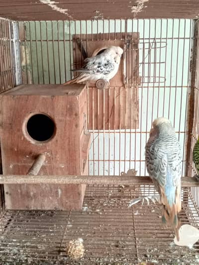 Exhibition birds for sale