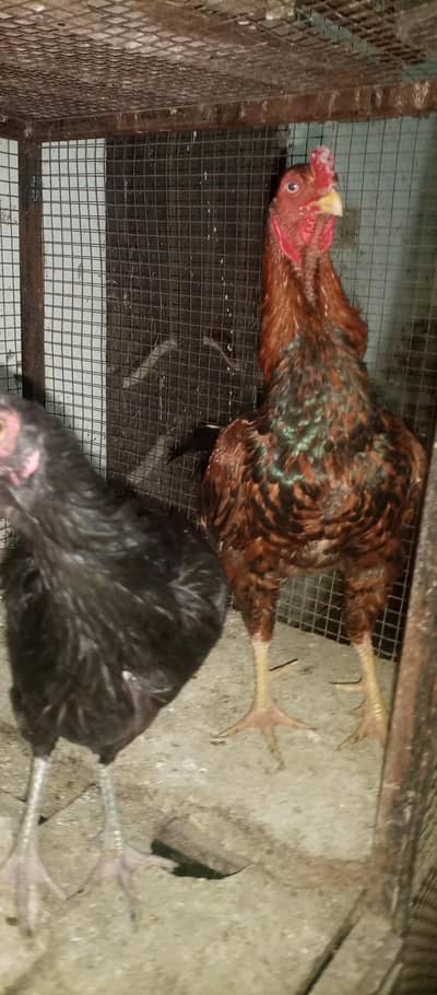 healthy and active vaccinate