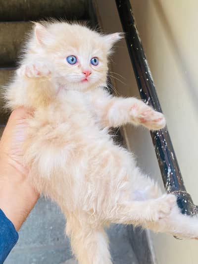 CASH ON DELIVERY CUTE PERSIAN KITTENS TRIPLE COAT PUNCHFACE blue eye