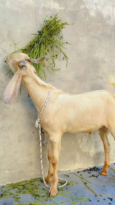 Khassi Goat Qurbani 2026