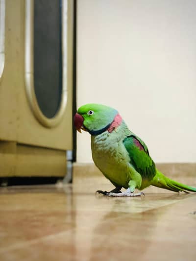 KASHMIRI RAW PARROT FULLY HAND TAMED ZERO BITE TALKING BHI KARTA HAI.