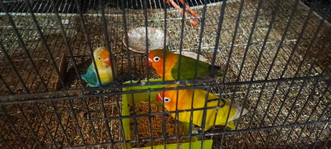 Love Birds Breeder Pair Lutino Albino Fisher Pairs