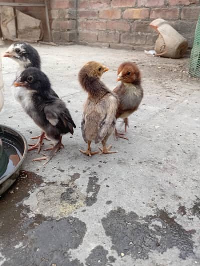 beautiful aseel strong blood line jory k pure 6 chozy available