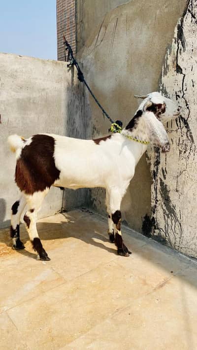 Beautiful Do Dant Beetal Cross Bakra for Sale – Healthy & Active