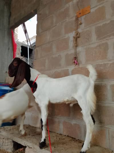 Active and Healthy . Home bread . Billet kassi . Dono 2 Dannt he .