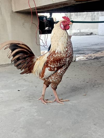 Murga available number 03032381229