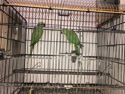 Ringneck Breeder Pair