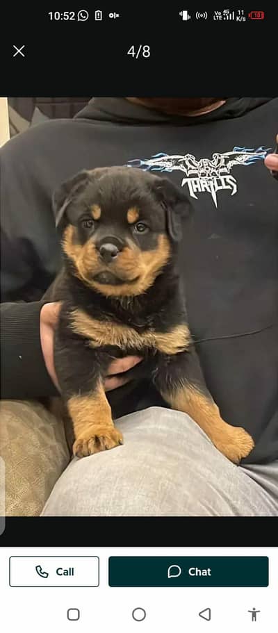 German Shepherd dog male female my WhatsApp number0304=18=93=198