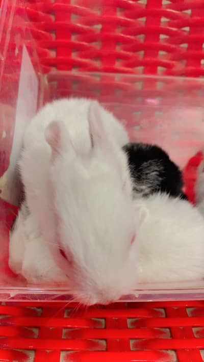 Rabbit babies For sell