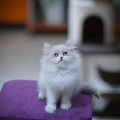 CASH ON DELIVERY RAGDOLL SCOTTISH FOLD KITTENS FOR SALE PHNCH FACE