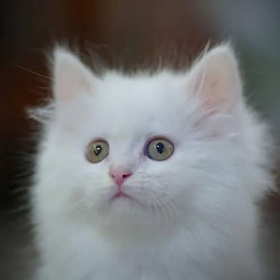 CASH ON DELIVERY RAGDOLL SCOTTISH FOLD KITTENS FOR SALE PHNCH FACE