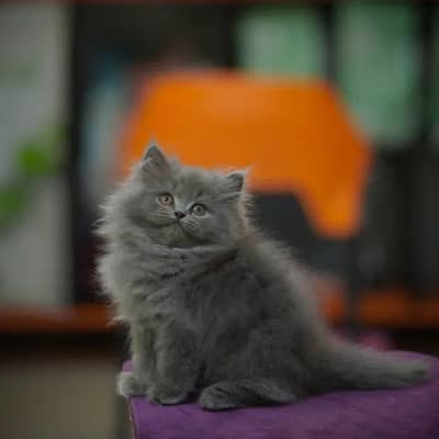 CASH ON DELIVERY RAGDOLL SCOTTISH FOLD KITTENS FOR SALE PHNCH FACE
