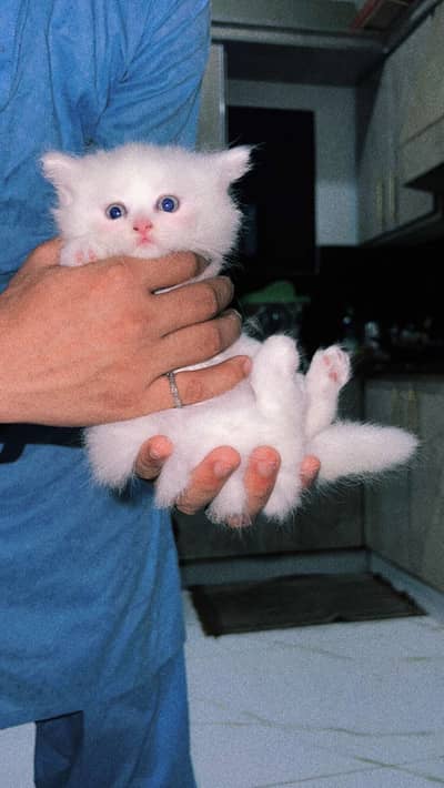 Persian kittens good quality kittens…home breed