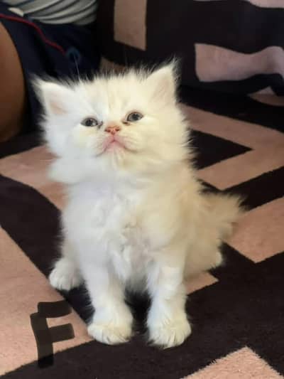 Persian cat for sale male female my WhatsApp number0304=18=93=198