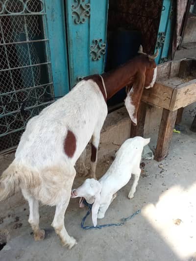 Kamori Goat with 1 Month Baby