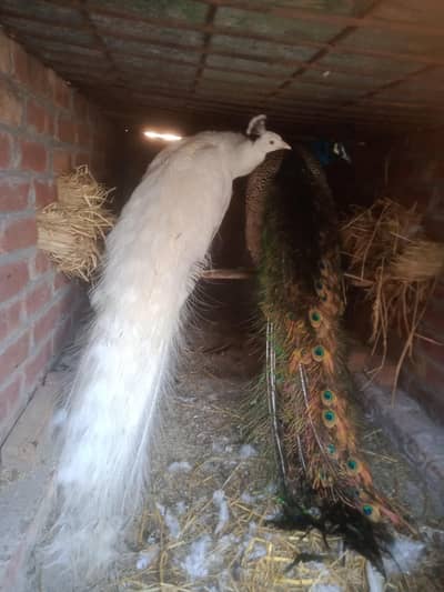 white and blue breeder