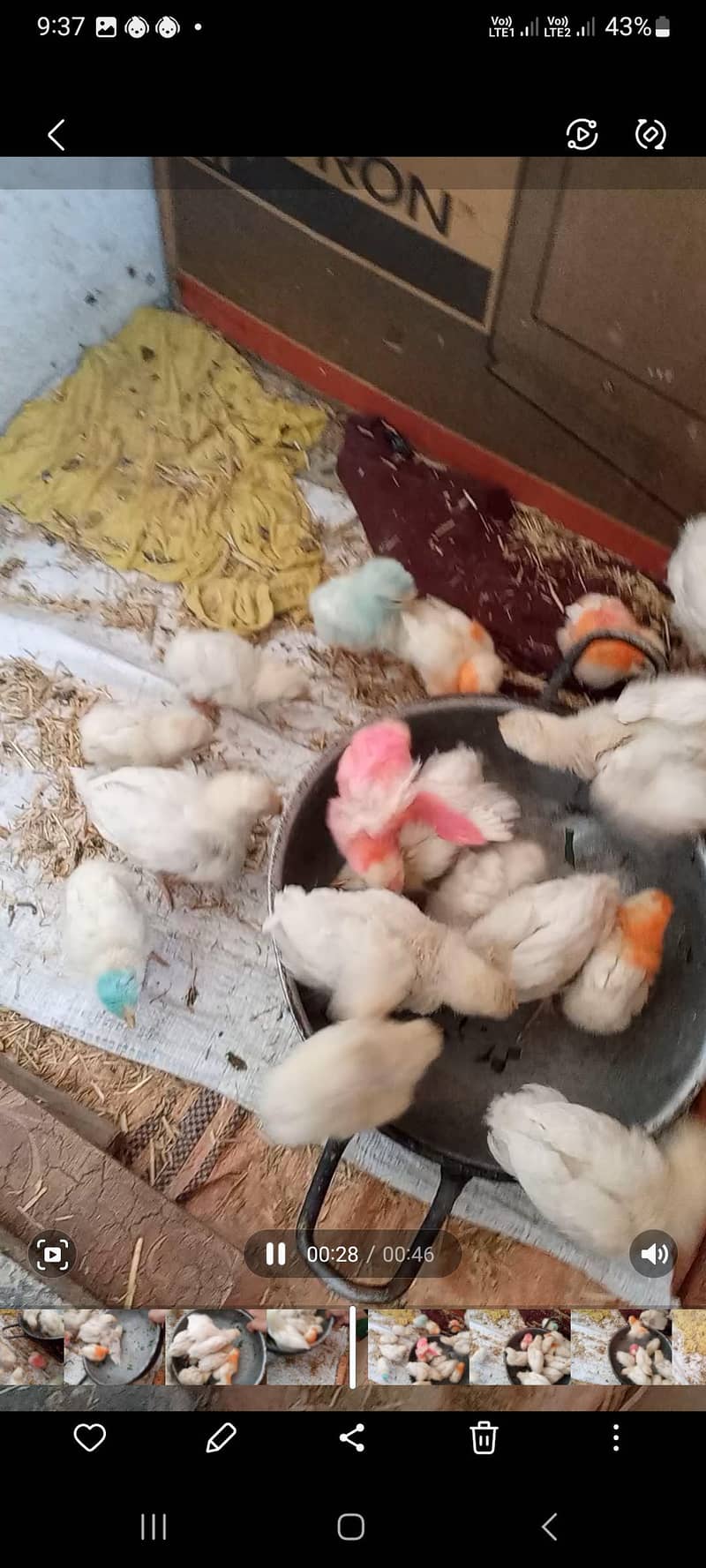 Colourfull Chicks 4