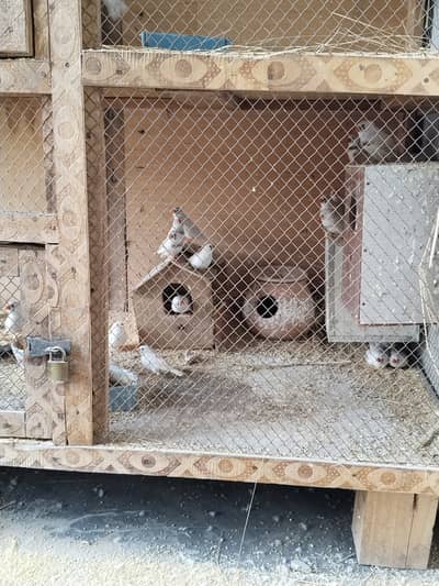 Finches pair for sale