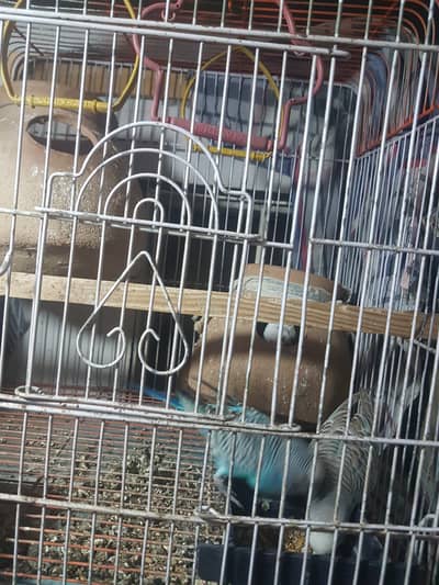 Australian Parrot Pair Male/Female with Cage/Feed