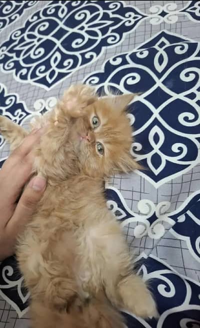 Persian kittens  pair