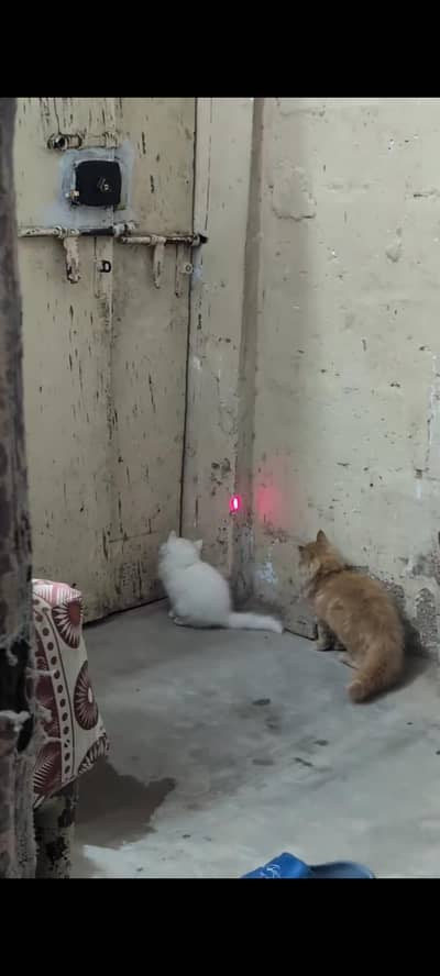 Persian kittens  pair