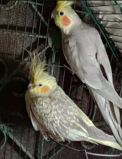 Cocktail breeder player