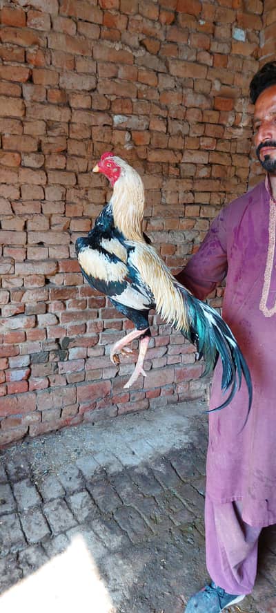 Sawa+sarga good quality