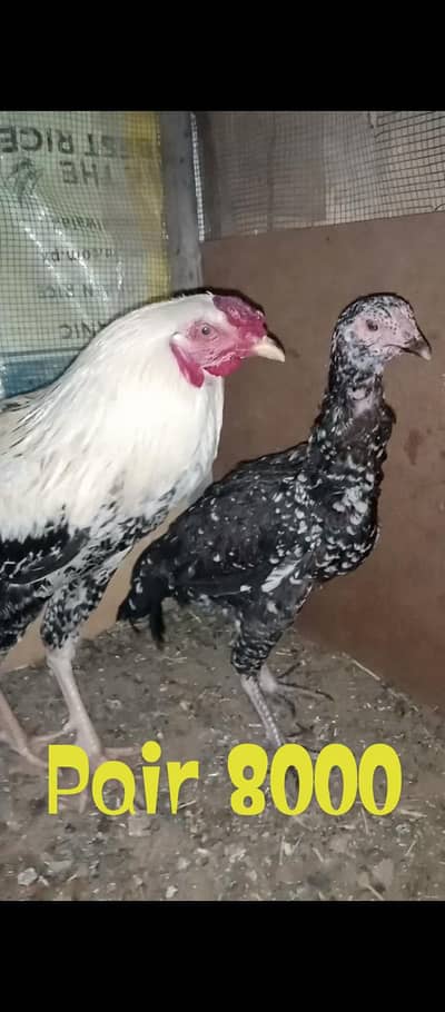 Aseel Java 2 Breeder pairs