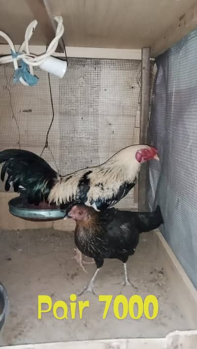 Aseel Java 1 breeder pair and 1 breeder male