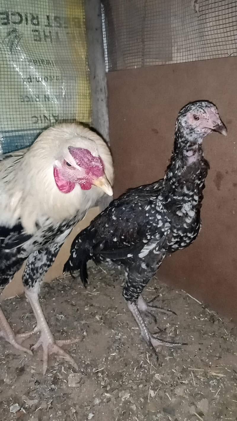 Aseel Java 2 Breeder pairs 2