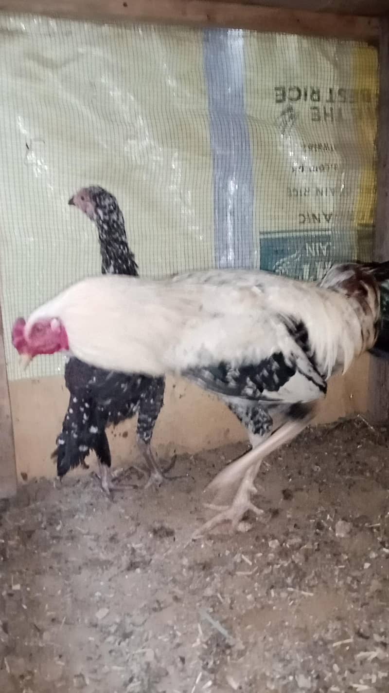 Aseel Java 2 Breeder pairs 3