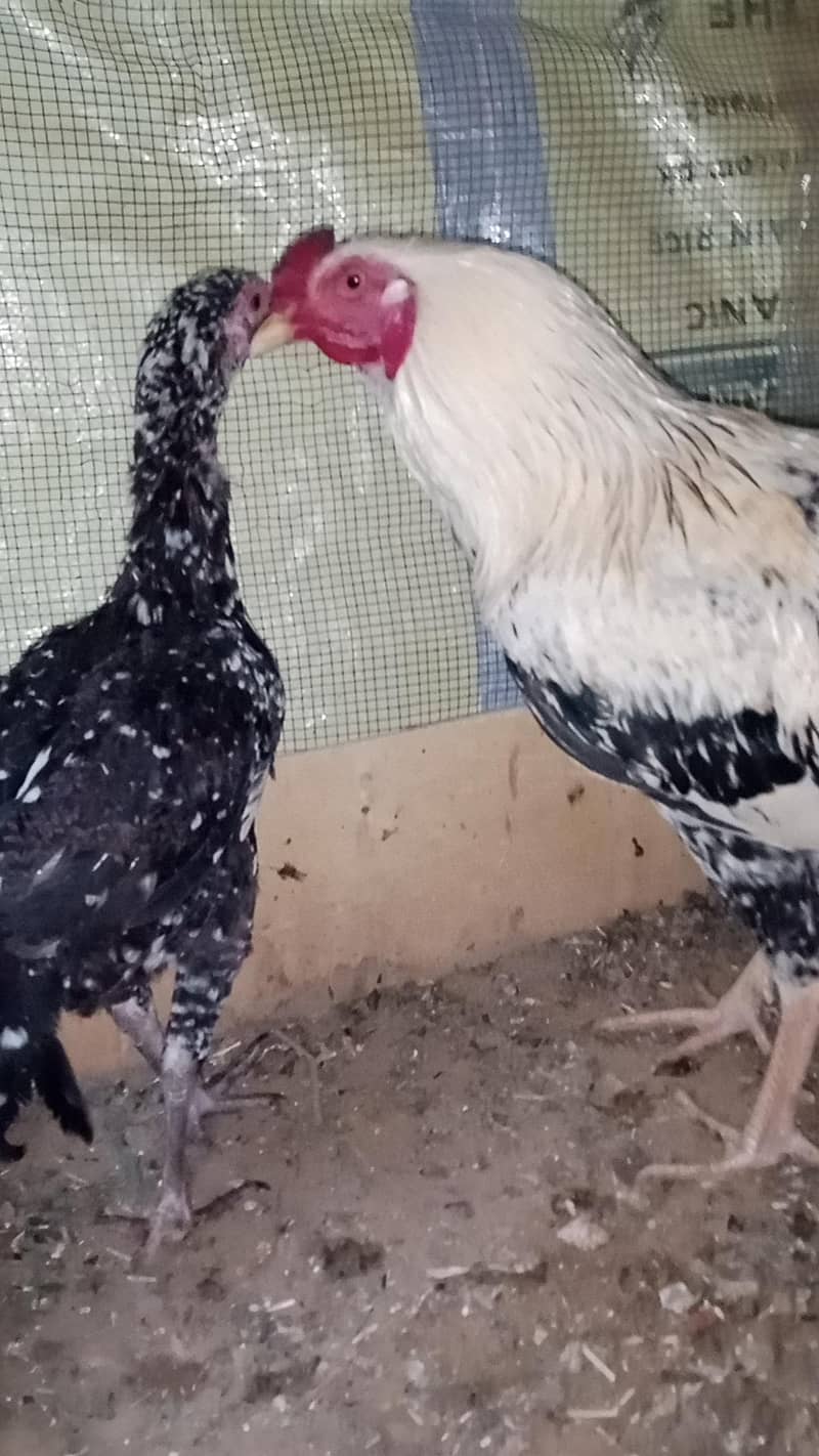 Aseel Java 2 Breeder pairs 4