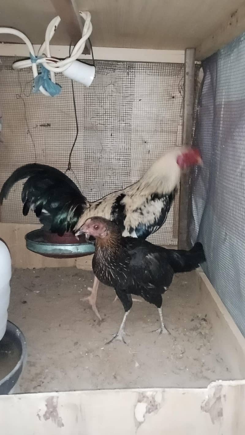 Aseel Java 2 Breeder pairs 7