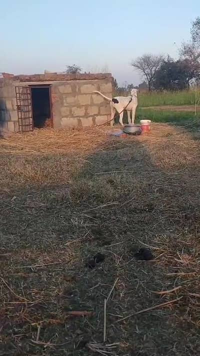 out class patha for sale only wtsp +447425 570850