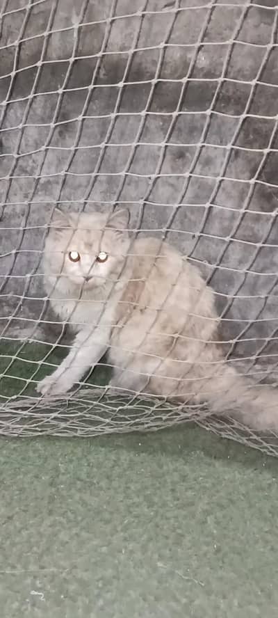 Russian pair for sale