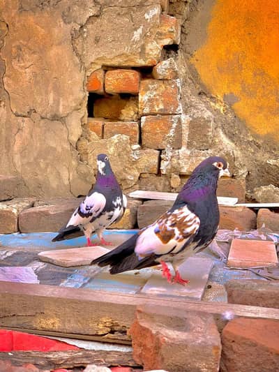 khalkitardar kabpair hai