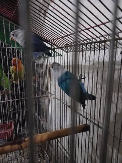 beautiful pair of love bird