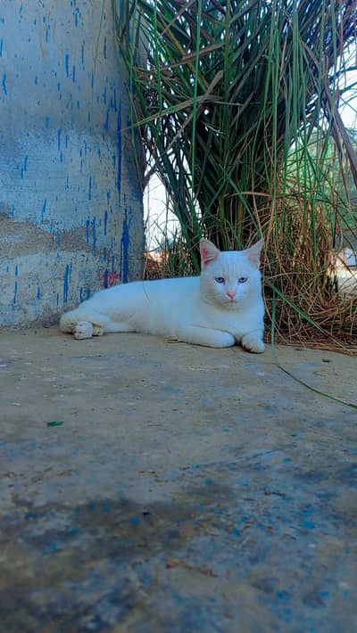 Cat With Blue Eyes