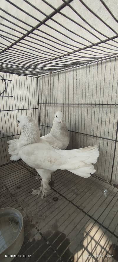 Lakayy pure white Pair available