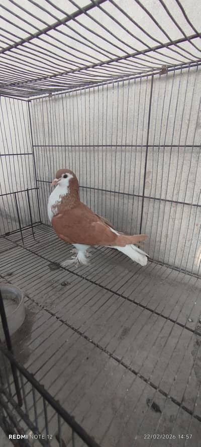 Lakayy pure white Pair available